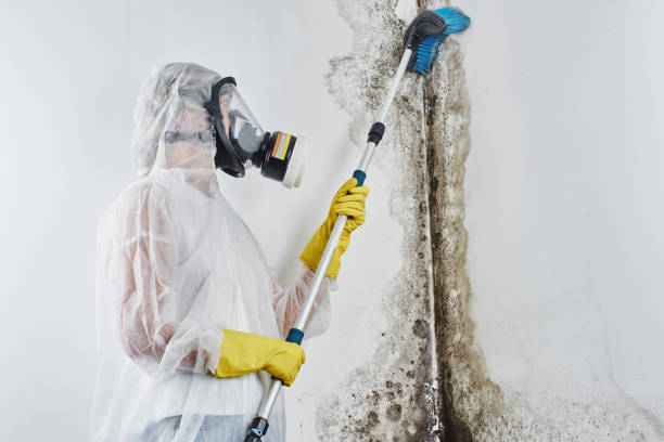 Best Commercial Mold Removal  in East Los Angeles, CA