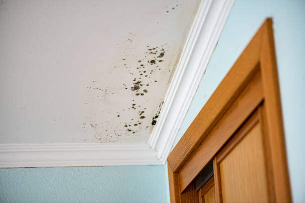 Home Mold Removal in East Los Angeles, CA