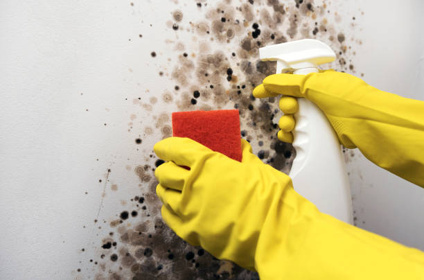 Best Same-Day Mold Removal  in East Los Angeles, CA