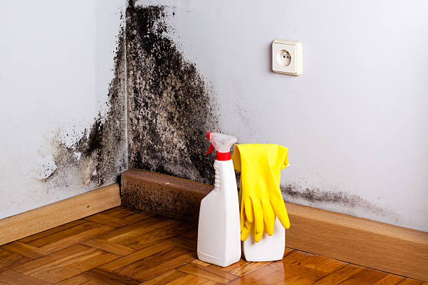 Best Residential Mold Removal  in East Los Angeles, CA