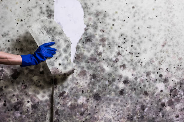Best Attic Mold Removal  in East Los Angeles, CA